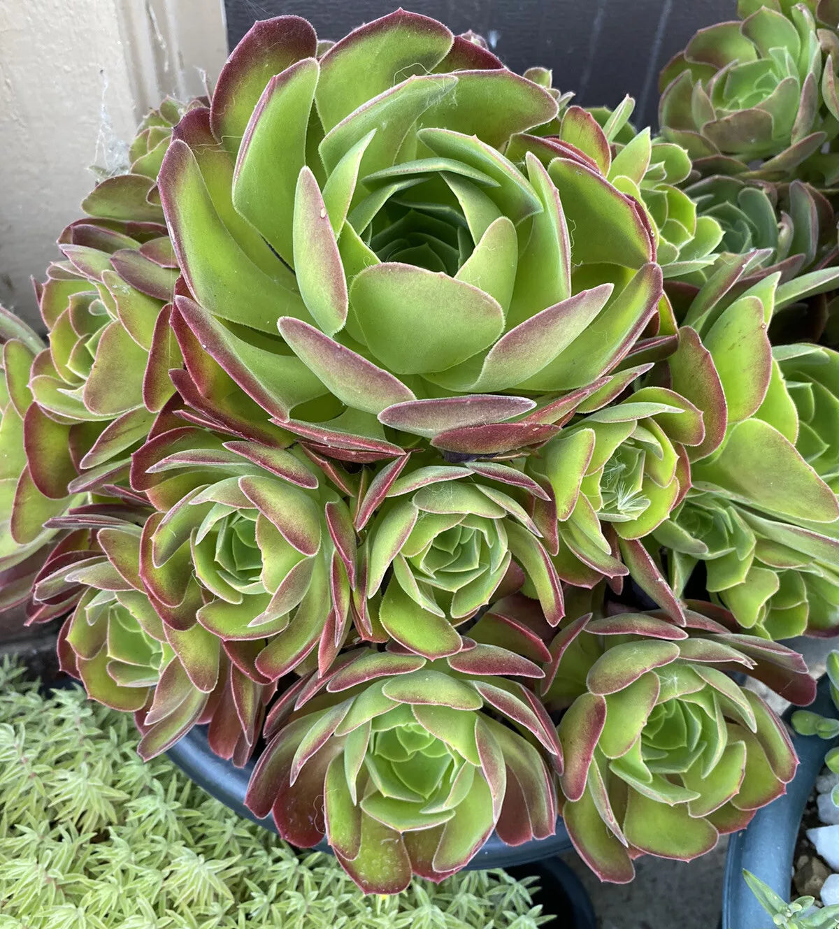 Large Aeonium Succulent Cutting - Beautiful Variety - Aeonium arboreum - Perfect for Indoor/Outdoor Gardens