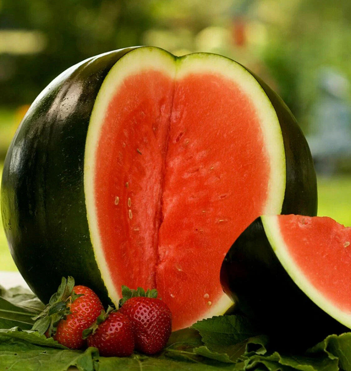 Sugar Baby Watermelon Seeds | Mini Icebox Melon | Personal-Sized Citrullus lanatus | Compact Vining Fruit for Small Gardens