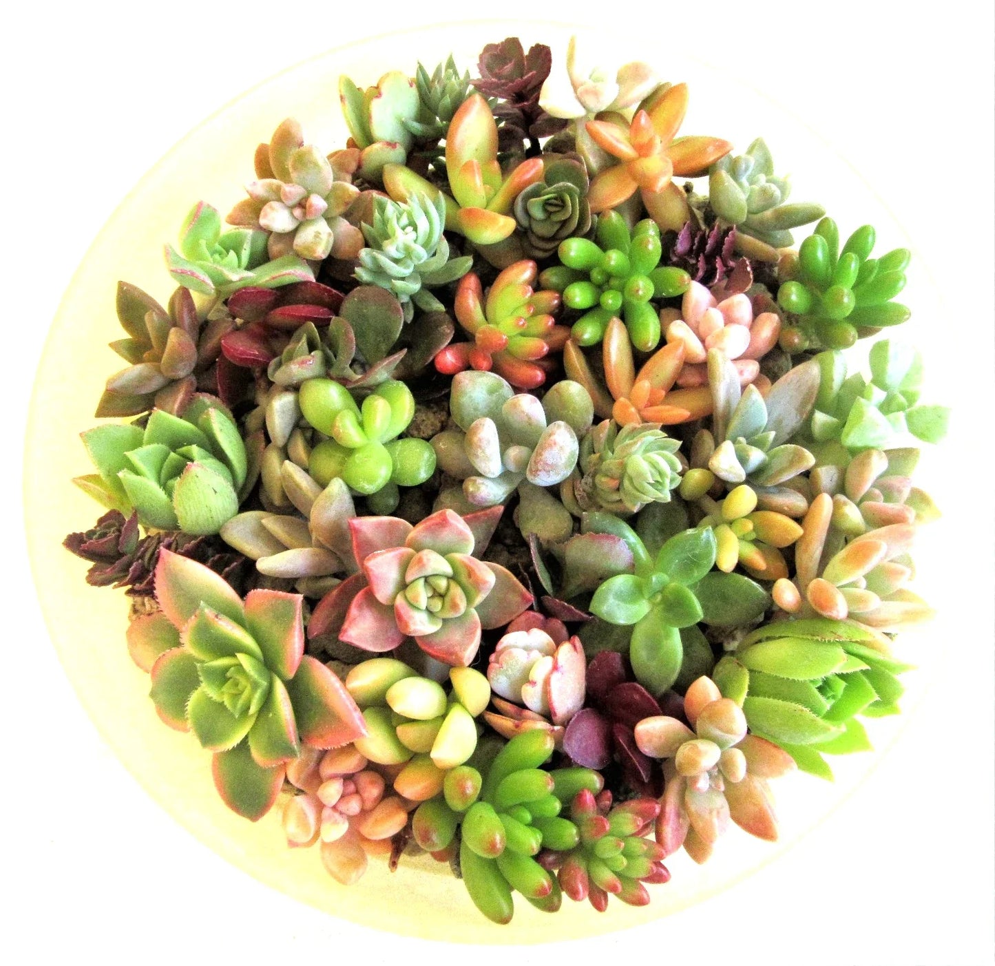Succulent Cuttings 1-2 Inch Mixed Varieties, 30+ Rosettes for Gardening & Crafting, Healthy Succulents, Free Shipping