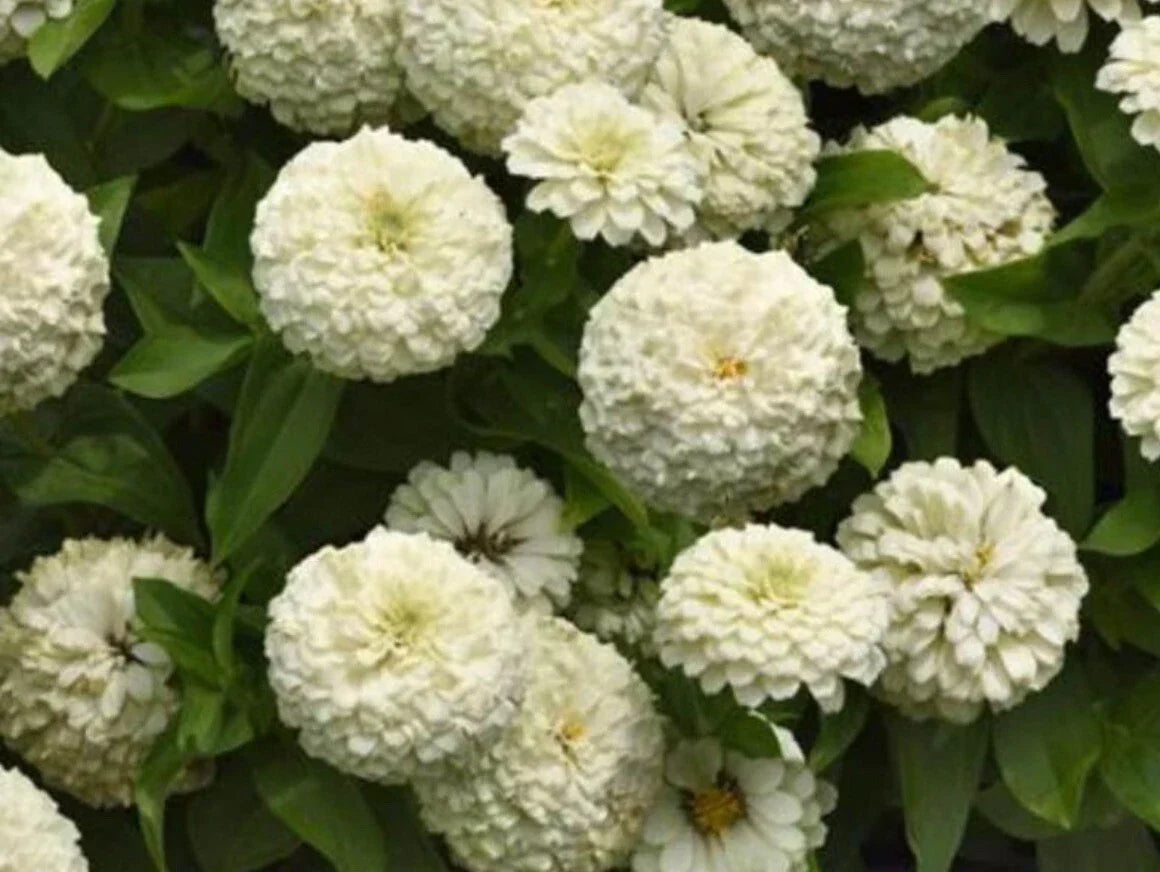 White Zinnia Seeds - Heirloom Polar Bear Variety - Non-GMO Zinnia elegans Seed Packet for Garden, Cut Flowers & Pollinator Attracting