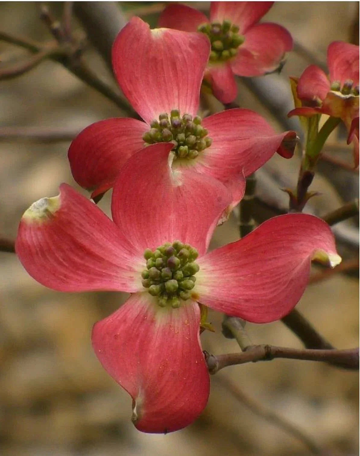 Cornus Florida Red Flowering Dogwood Seeds - Native USA, Bright Red Flowers, Deciduous Tree, 10+ Seeds