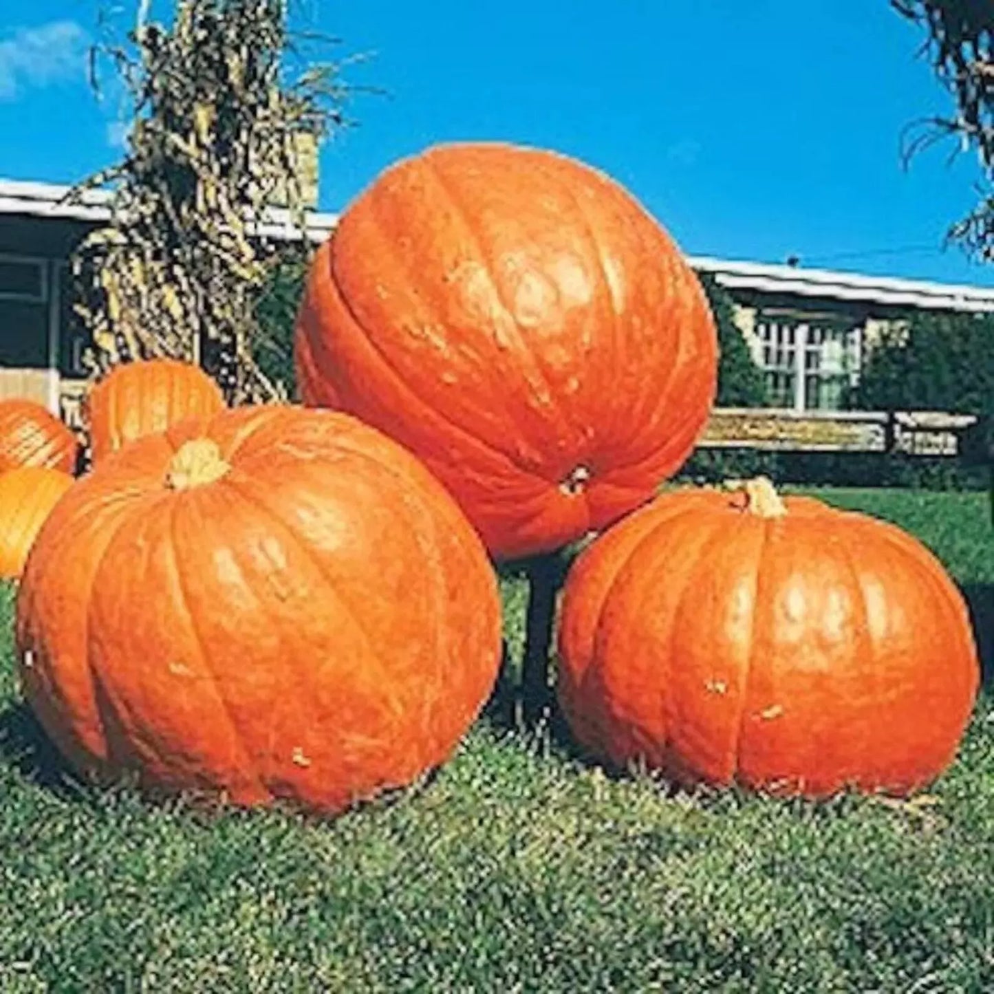 Big Max Pumpkin Seeds - 25 Count, Giant Heirloom, Non-GMO, Cucurbita pepo, for Growing Enormous Pumpkins, Heirloom, Prize-Winning