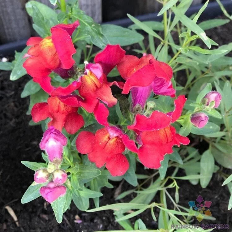 Frosted Flames Snapdragon Seeds - Pack of 1000+ - Antirrhinum majus - Vibrant Bi-Color Garden Flowers for Borders & Containers