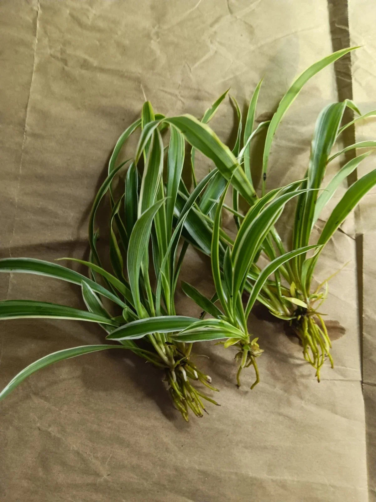 Reverse Variegated Spider Plant Pups - Air Purifying, Easy Care, Chlorophytum comosum, Indoor Plant Propagation, Hanging Basket Friendly