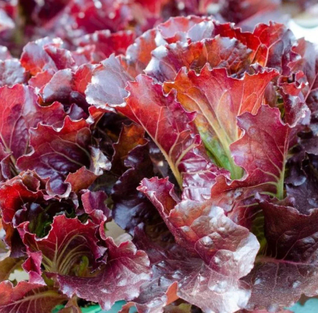 Ruby Leaf Lettuce Seeds 5,000+ Non-GMO Lactuca Sativa Loose-Leaf for Home Gardening, Salad Greens