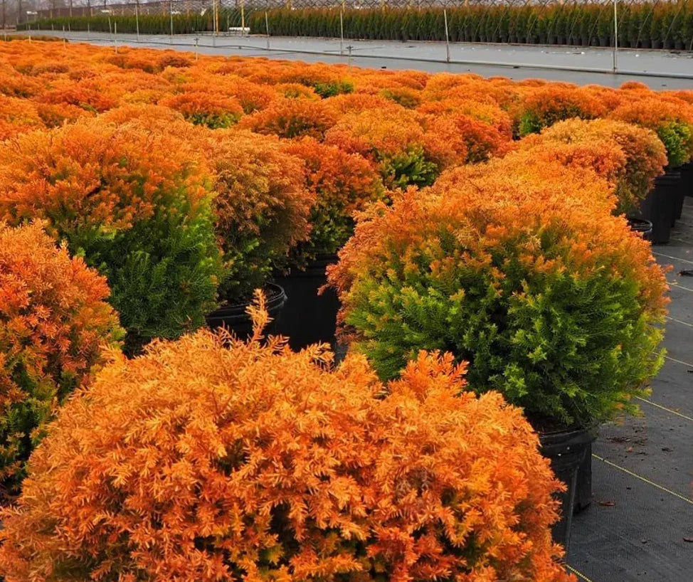 5 Gallon Arborvitae Tree Fire Chief Live Evergreen with Yellow Orange Red Fall Color Thuja occidentalis