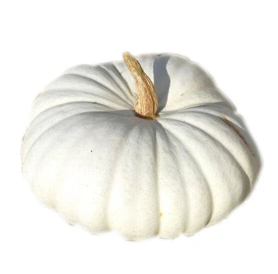 White Flat Boer Pumpkin Seeds - Heirloom Cucurbita pepo for Planting, Flat-Shaped Pumpkins, Culinary & Decorative Use