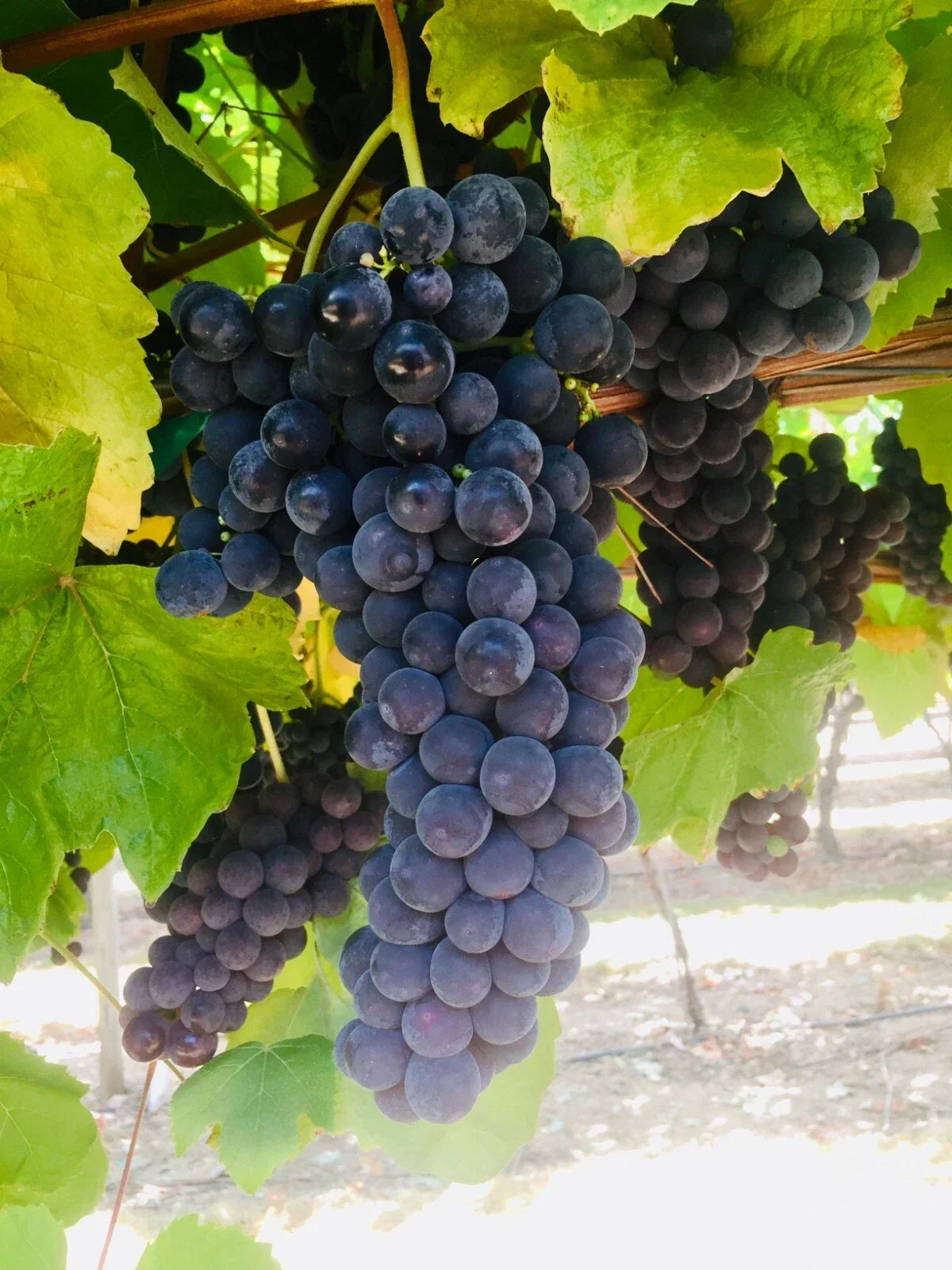 Thomcord Seedless Table Grape Cuttings – 5pcs Vitis labrusca, Easy to Grow, Fresh Eating, Home Garden, US Seller