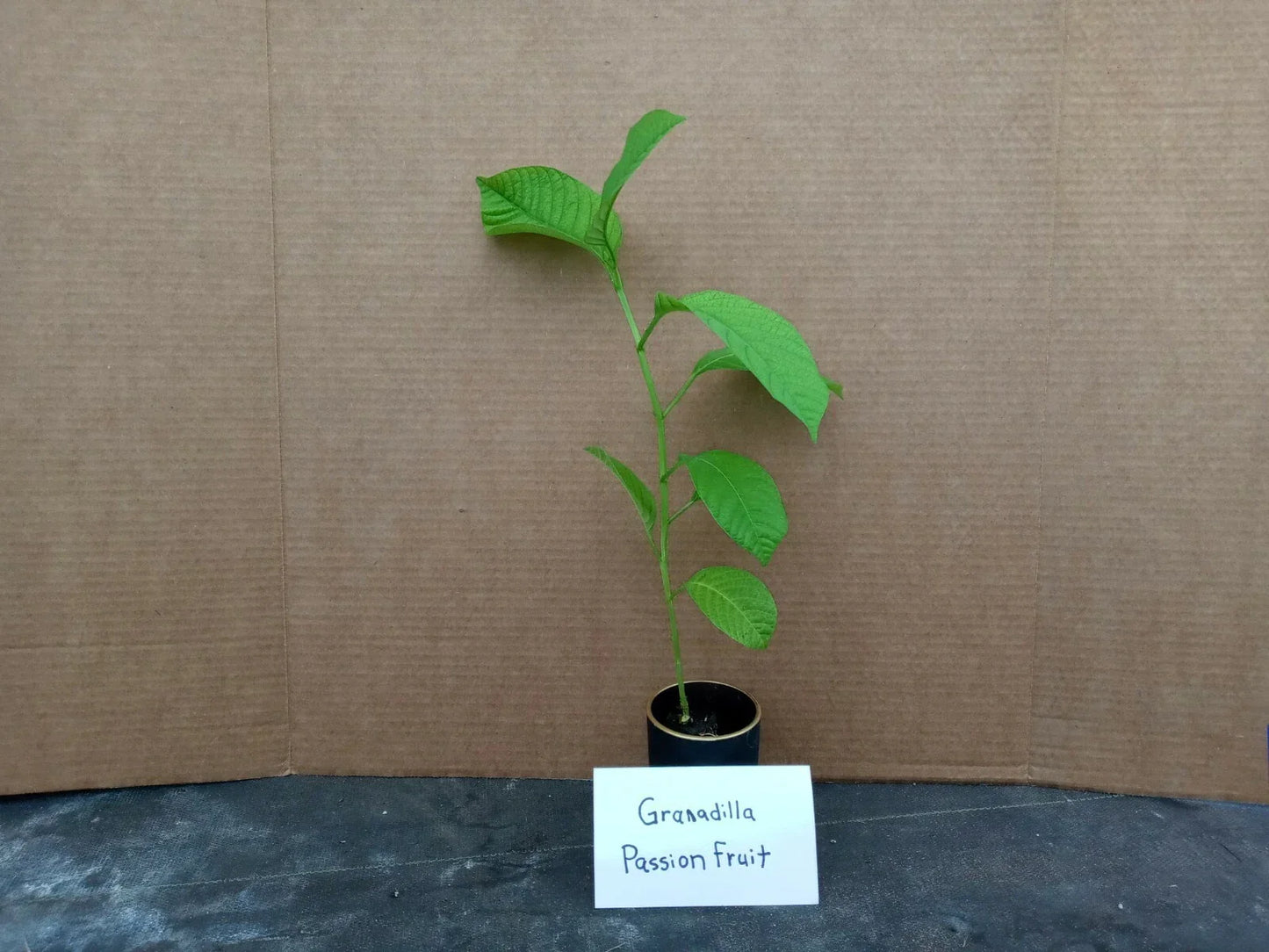 Giant Granadilla Passion Fruit Live Starter Plant Passiflora ligularis Climbing Vine with Free Shipping