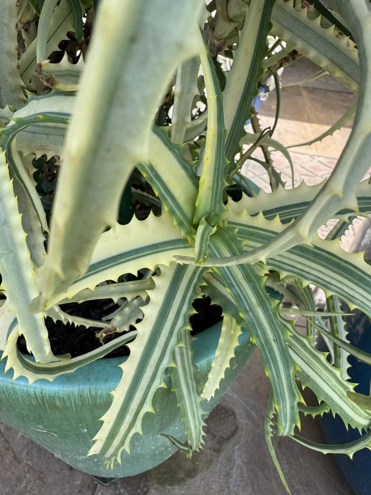 Variegated Aloe Succulent Cuttings 2 Pcs Aloe Variegata Easy Care Indoor Garden Plant