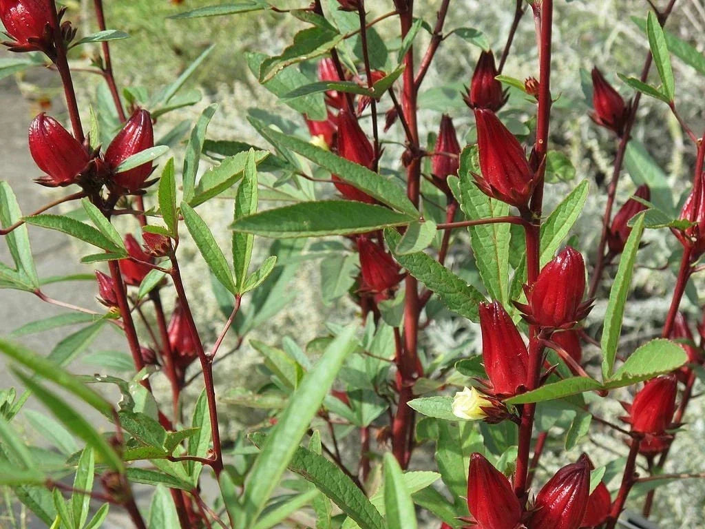 Roselle Seeds Pack of 50 – Hibiscus sabdariffa – Asian Sour Leaf – Edible Flowers & Culinary Herb for Gardening