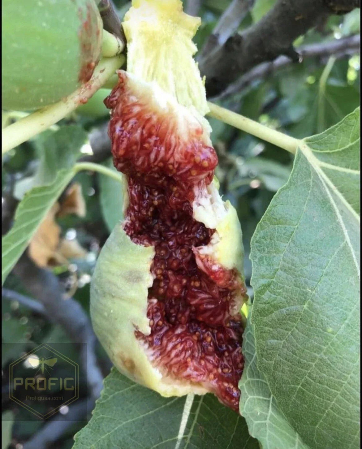 Fig Tree Cuttings – 10 White Adriatic Ficus carica – Fruit-Bearing Plant for Garden or Patio – Free US Shipping