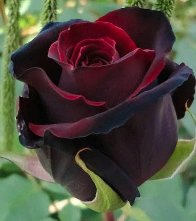 Red Black Rose Seeds - 10 Perennial Flowering Seeds for Garden - Rosa spp. - Deep Red and Black Blooms - Easy to Grow