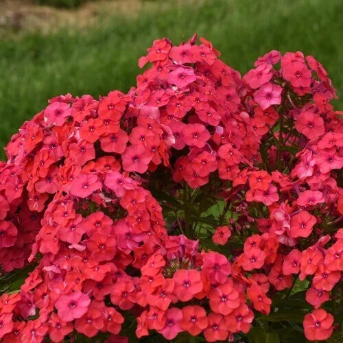 Sunset Coral Phlox Seeds - 50 Perennial Flower Seeds for Butterflies, Phlox paniculata, Coral Blooms, Easy to Grow, Attracts Pollinators