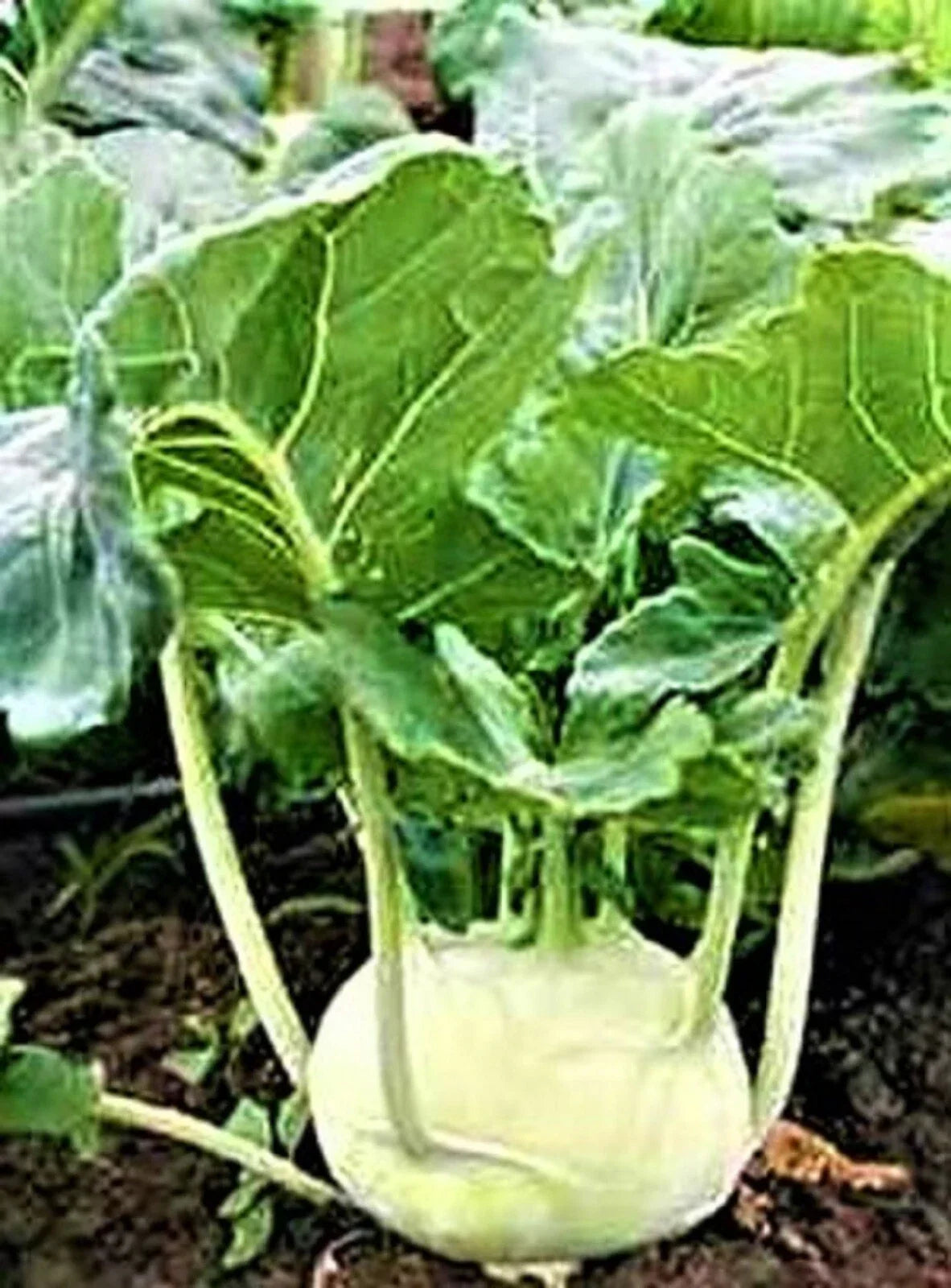 White Vienna Kohlrabi Seeds 500 Non-GMO Brassica oleracea var. gongylodes Vegetable Garden Planting