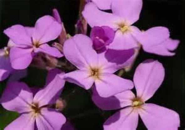 Evening Scented Stock Flower Seeds - 200 Fresh Matthiola longipetala Fragrant Blooms for Garden, Patio, Borders, and Cut Flowers