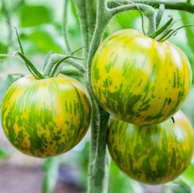 Tomato Seeds 50 Pack Green Zebra Heirloom Non-GMO Solanum lycopersicum Indeterminate for Home Gardening