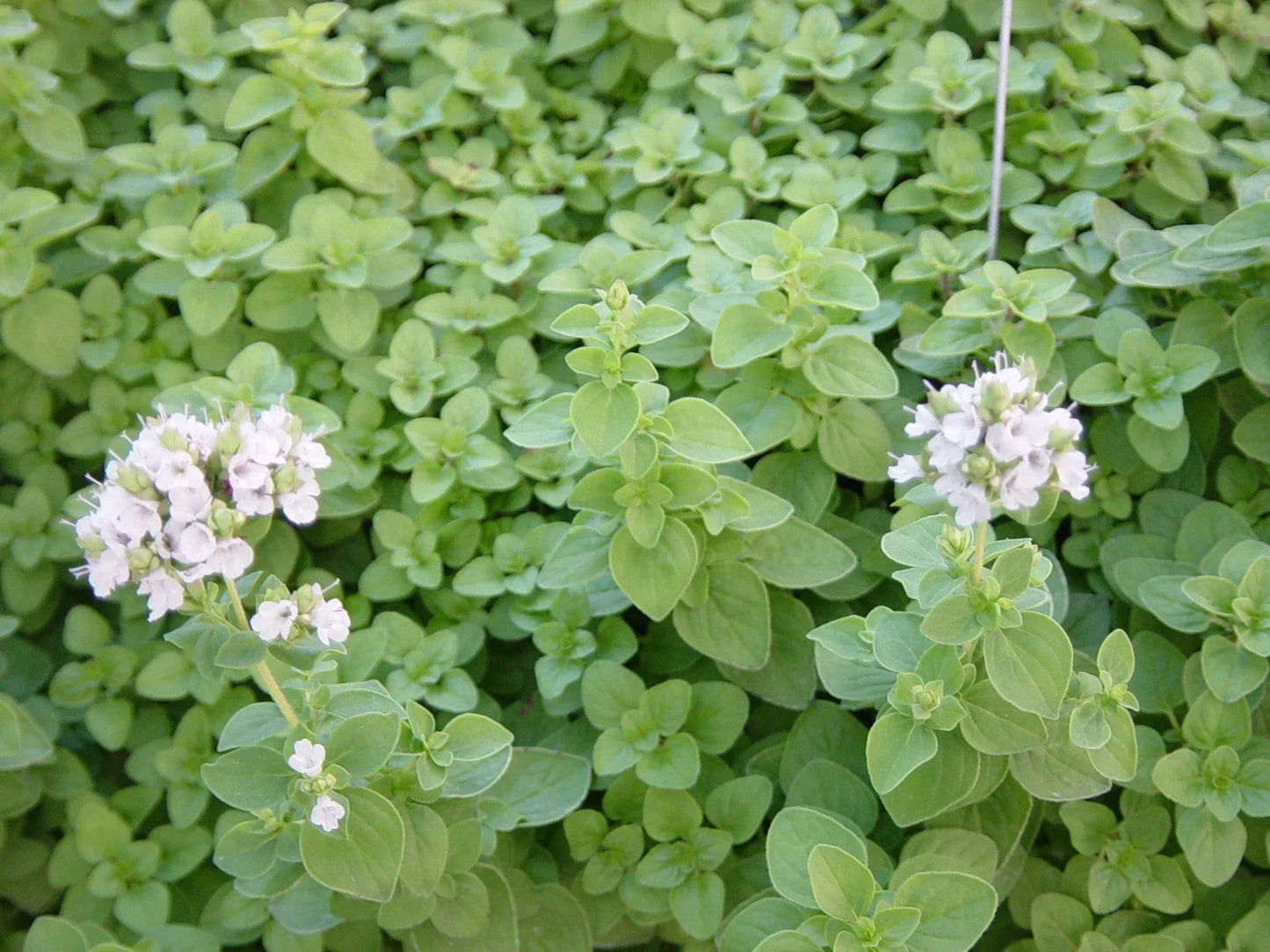 Sweet Marjoram Herb Seeds - Over 400 Non-GMO Origanum majorana for Cooking & Gardening, Indoor & Outdoor Planting