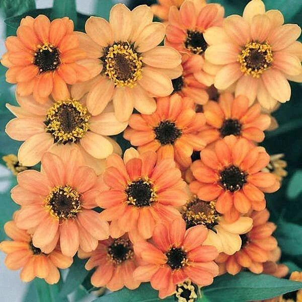 Profusion Apricot Zinnia Seeds - 100+ Pack, Zinnia elegans, Vibrant Orange Blooms, Easy to Grow, Butterfly Attracting, Garden & Cut Flowers