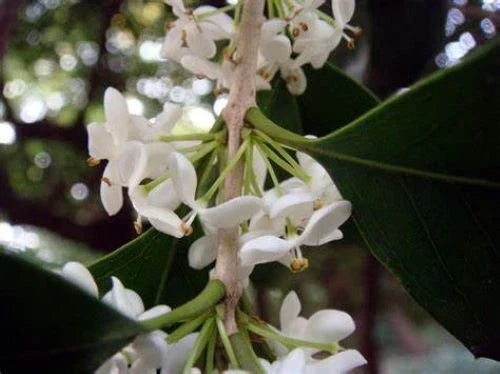 Fragrant Tea Olive Starter Plant - Osmanthus fragrans - Aromatic Shrub for Garden or Landscape - Well Rooted, Drought-Tolerant, Evergreen
