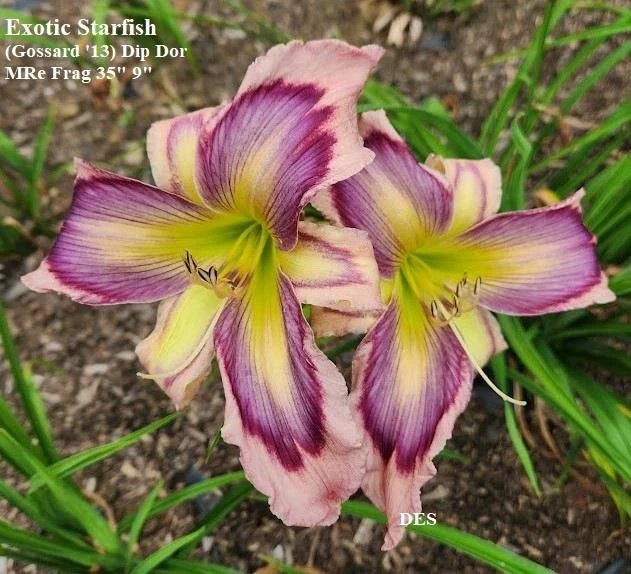 Daylily Plants - 2 Pack - Exotic Starfish Rebloomer - Hemerocallis spp. - Vibrant Yellow and Orange Flowers