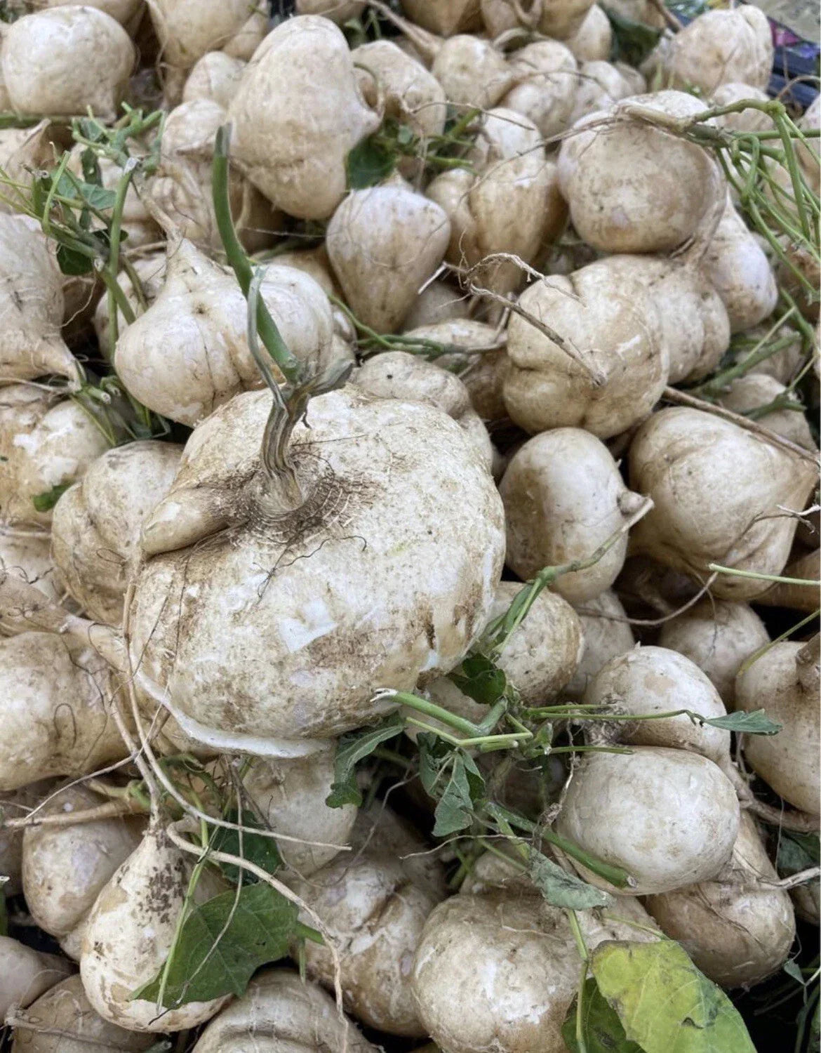 Singkamas Seeds 100 Count Mexican Yam Bean Root, Pachyrhizus erosus, Non-GMO for Planting, Versatile Vegetable Garden Crop