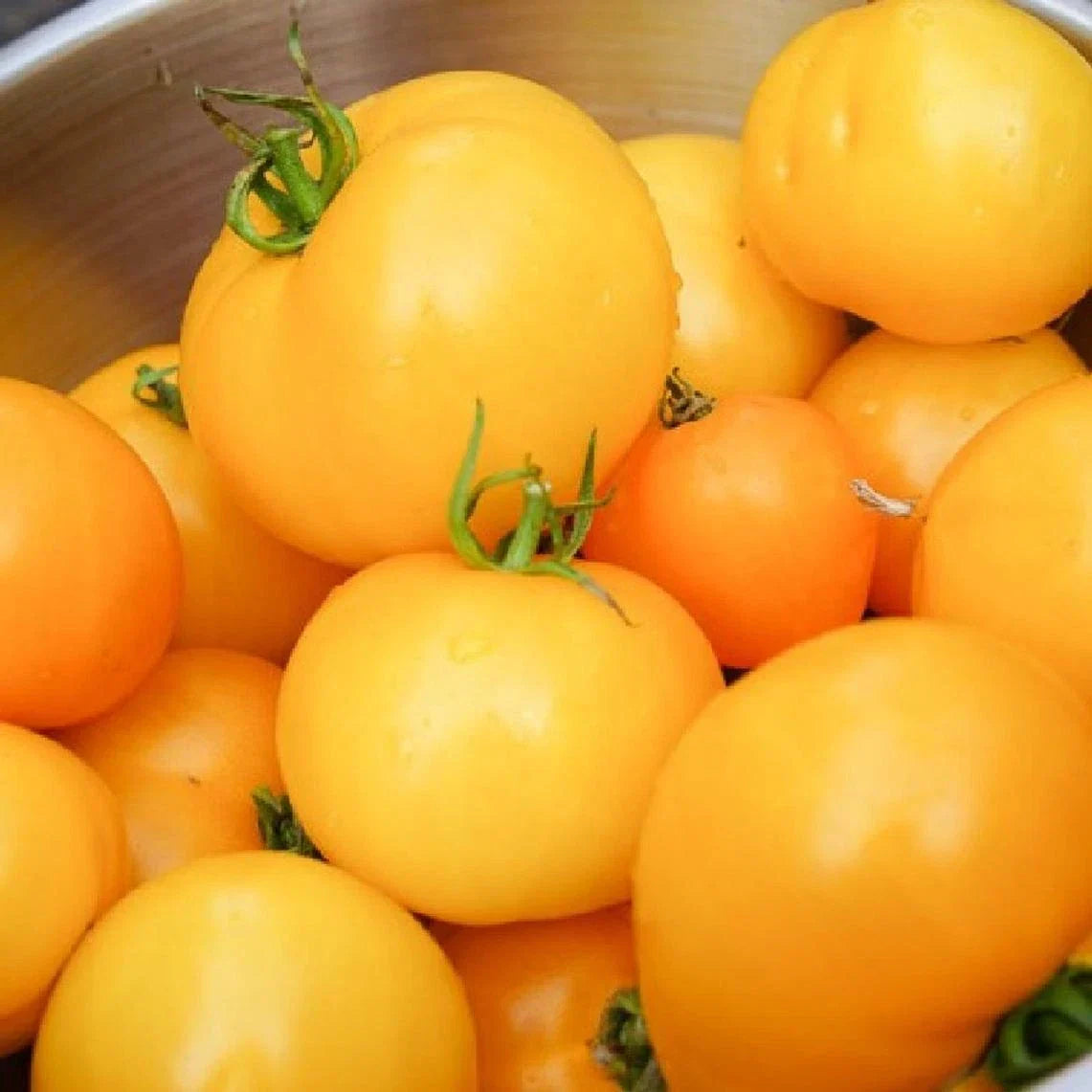 Golden Jubilee Tomato Seeds - Pack of 25, Solanum lycopersicum, Sweet Golden Heirloom, Juicy, High-Yield, Disease-Resistant