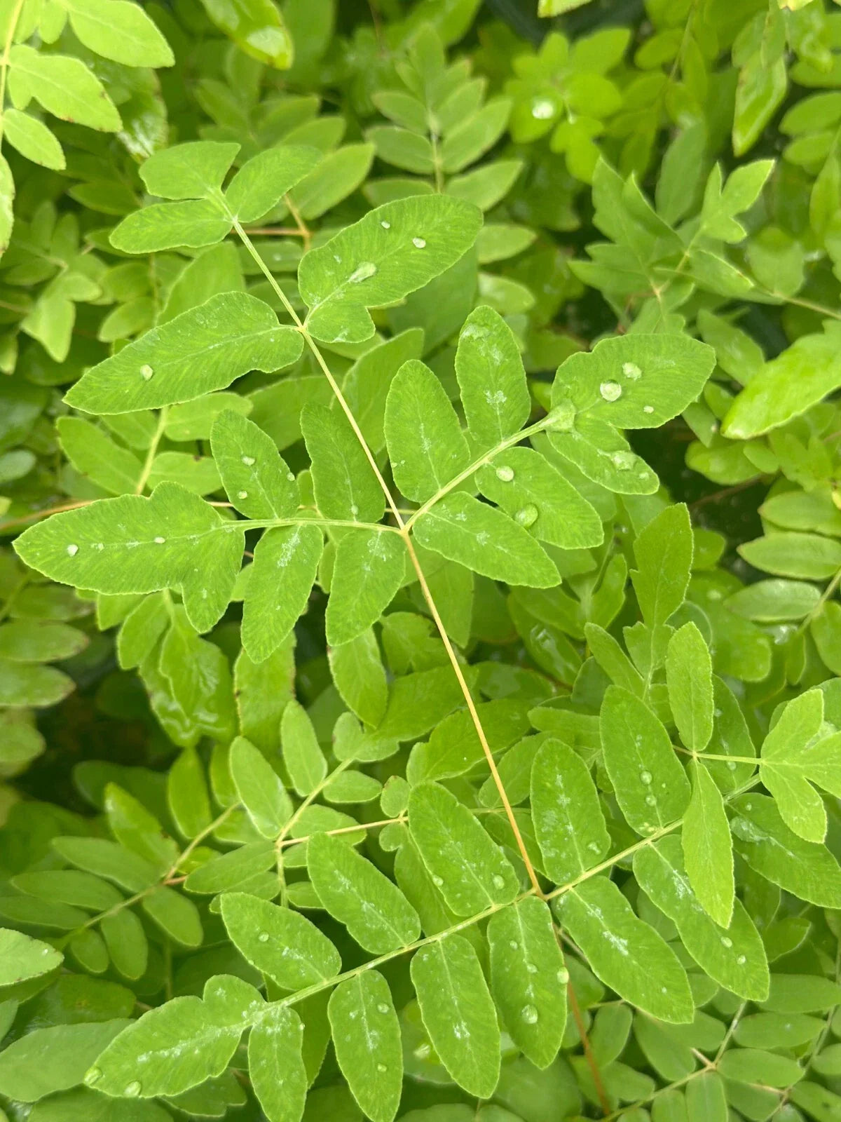 Bare-root Royal Fern Plant Osmunda regalis | Lush Green Foliage for Shade Gardens & Wet Areas