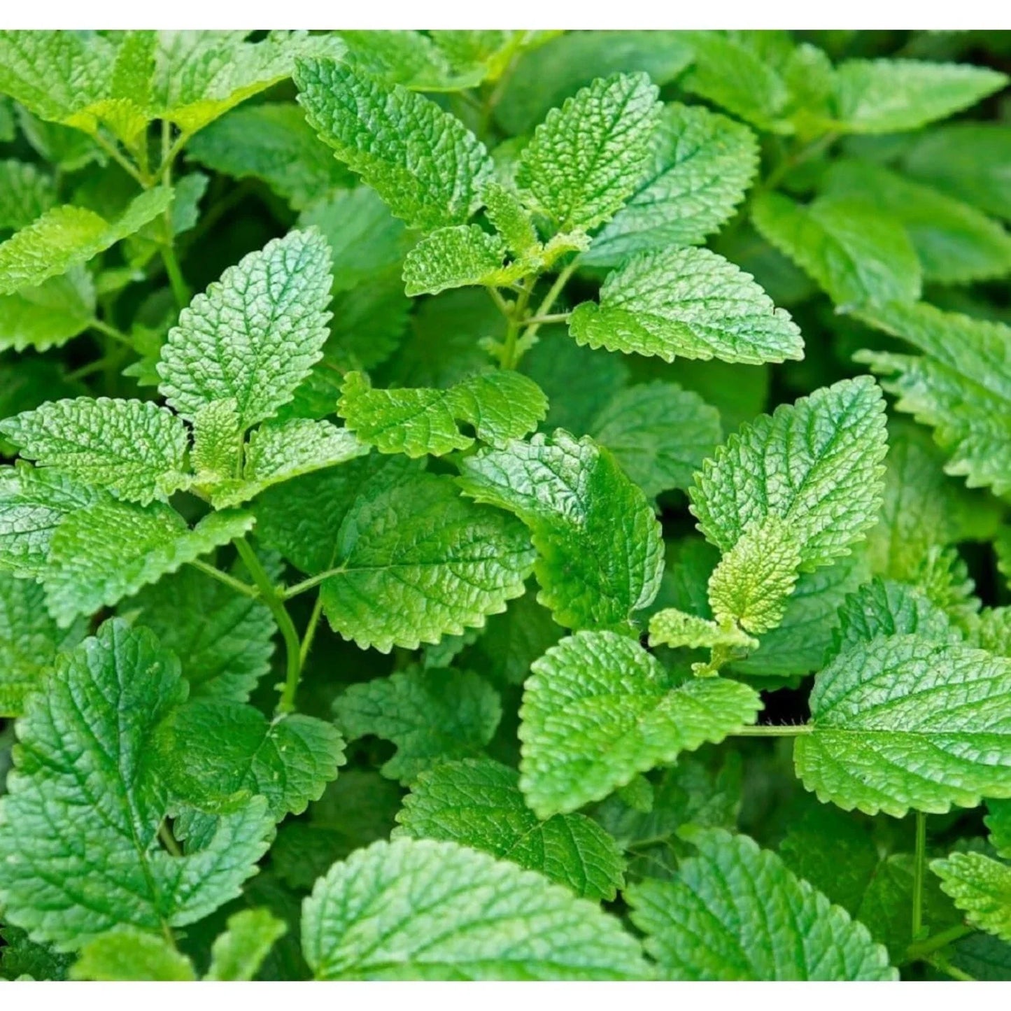 1000pcs Mint Seeds Non-GMO Heirloom Herb Seeds for Planting Mentha spp. Culinary, Tea Garden, Aromatic Foliage
