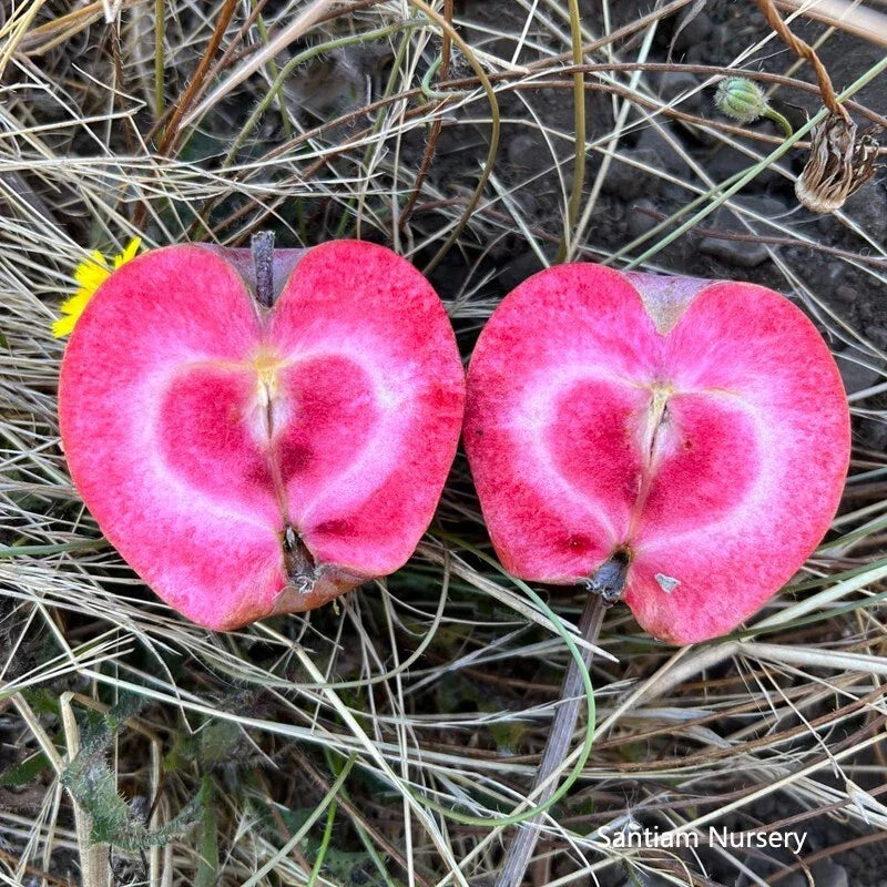 Bare Root Almata Red Flesh Apple Tree - Malus domestica, Sweet Red Apples, Self-Pollinating, Hardy Fruit Tree