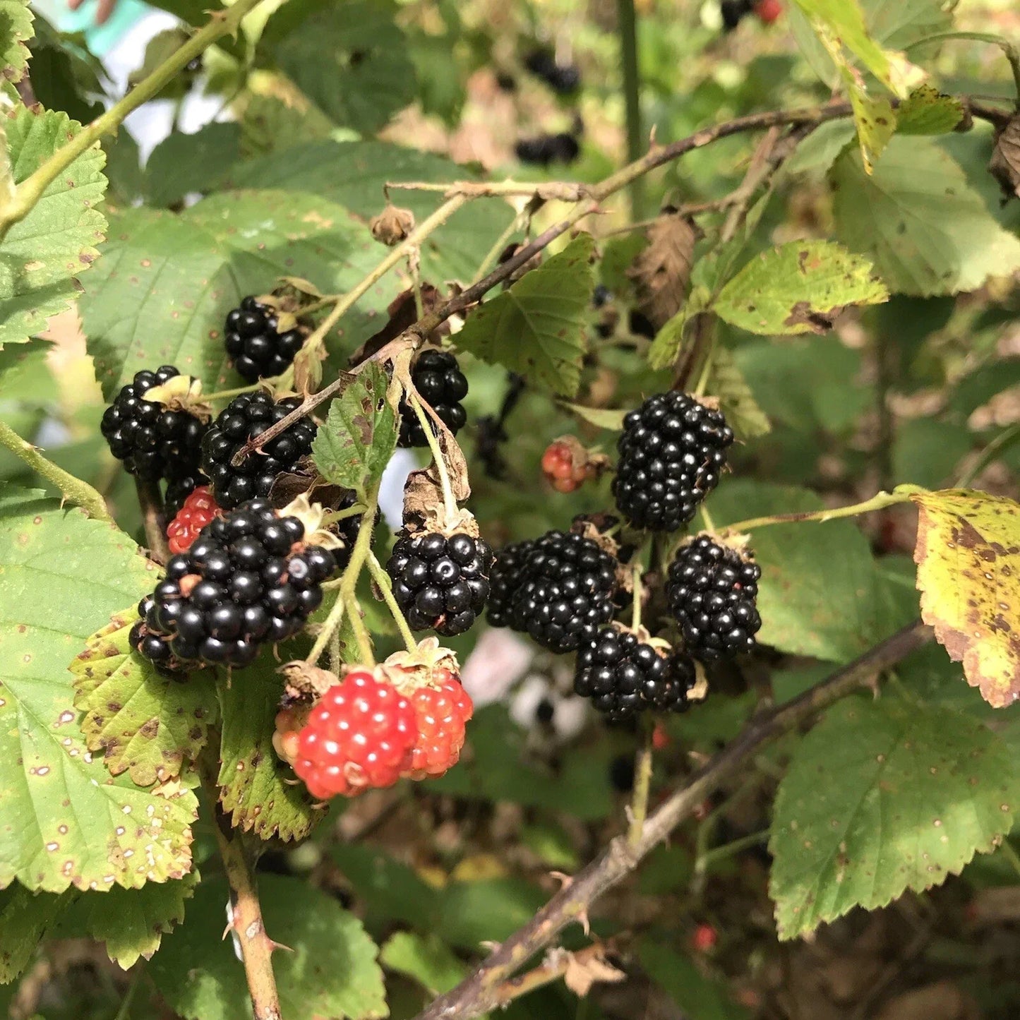 Southern Wild Blackberry Bush Starter Plants - 5 Bare Root Edible Fruit Plants Rubus fruticosus for Home Garden