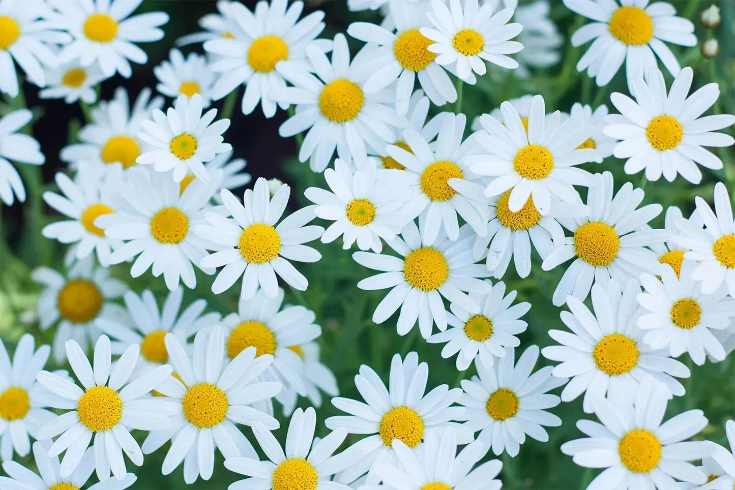 White Marguerite Daisy Seeds - 200+ Pack, Leucanthemum vulgare, Perennial Garden Flowers for Borders, Containers & Pollinator Attracting