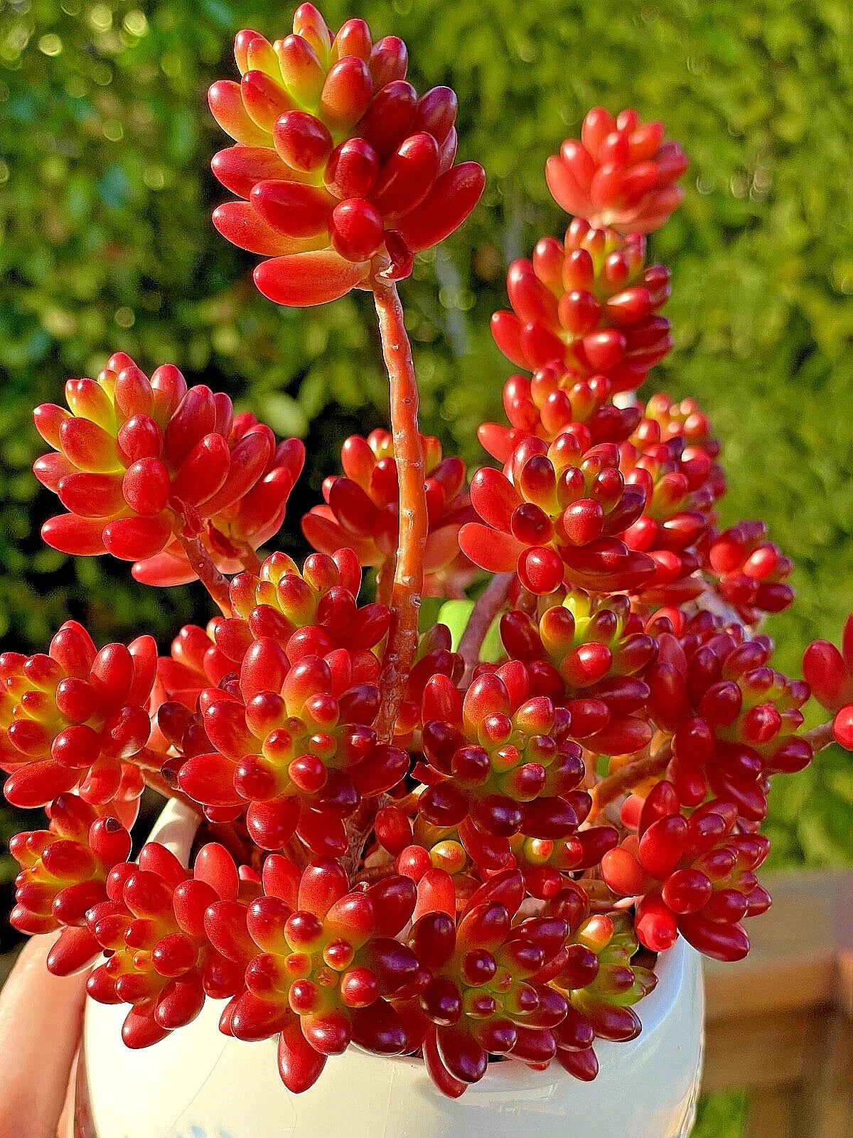 Sedum Rubrotinctum Jelly Bean Cutting – Rare Unrooted Succulent Plant for Indoor Gardening, Low Maintenance, Green, Unique Shape