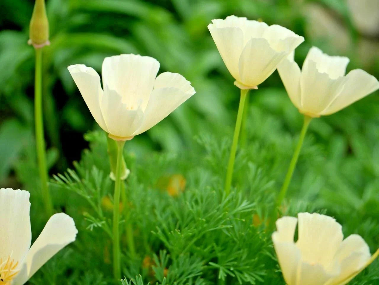 White California Poppy Seeds – Eschscholzia californica – Native Wildflower for Garden & Container, Drought-Tolerant, Easy to Grow