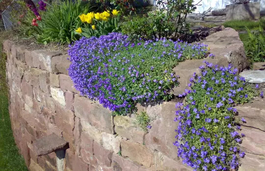 Cascade Blue Rock Cress Seeds - Aubrieta Hybrida Superbissima Perennial Flower Seeds for Rock Gardens & Borders, Non-GMO, Free US Shipping
