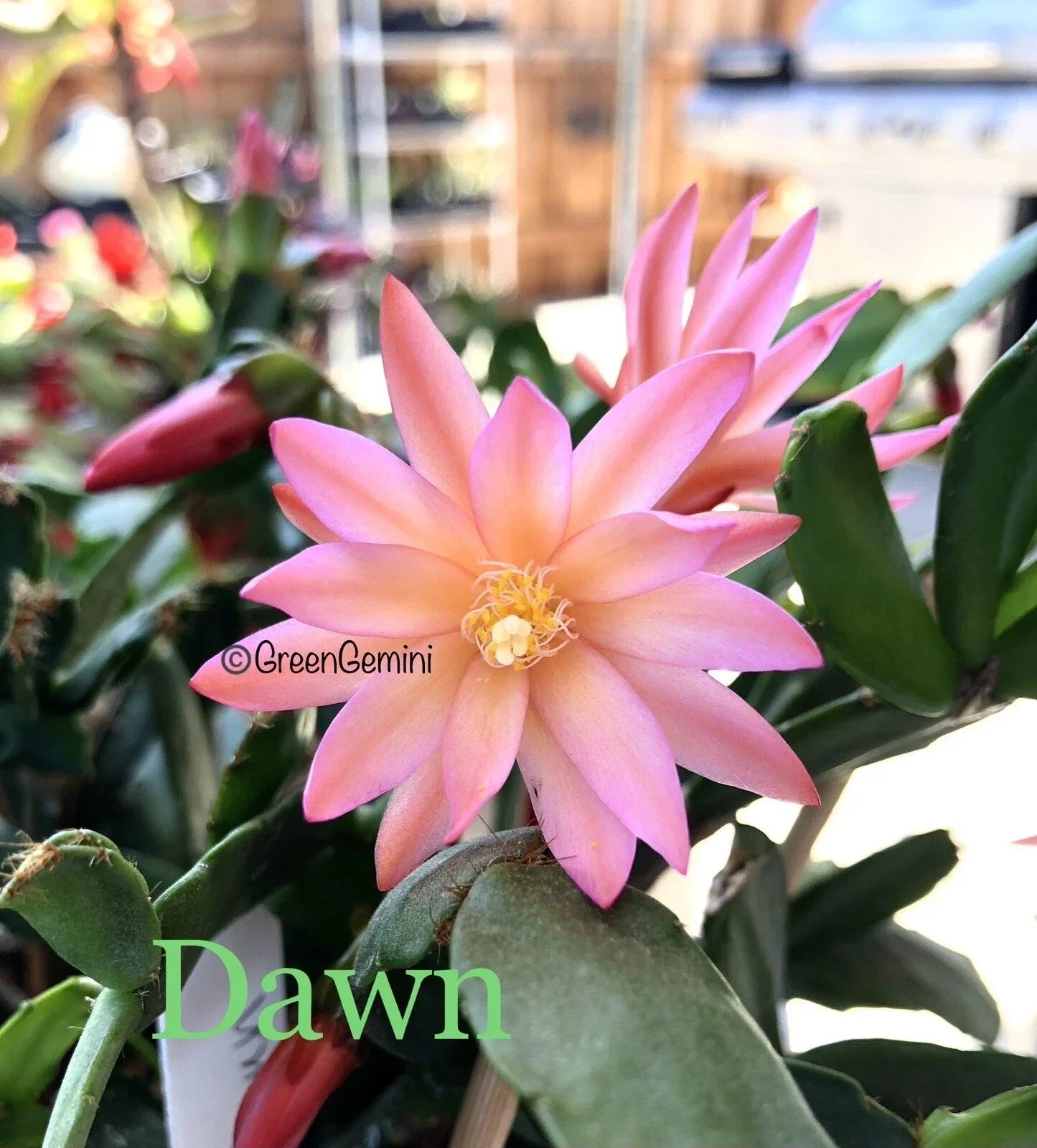 Easter Cactus Cuttings - 3 Rhipsalidopsis Hatiora Succulent Propagation Plants - Rare Indoor Garden Blooms