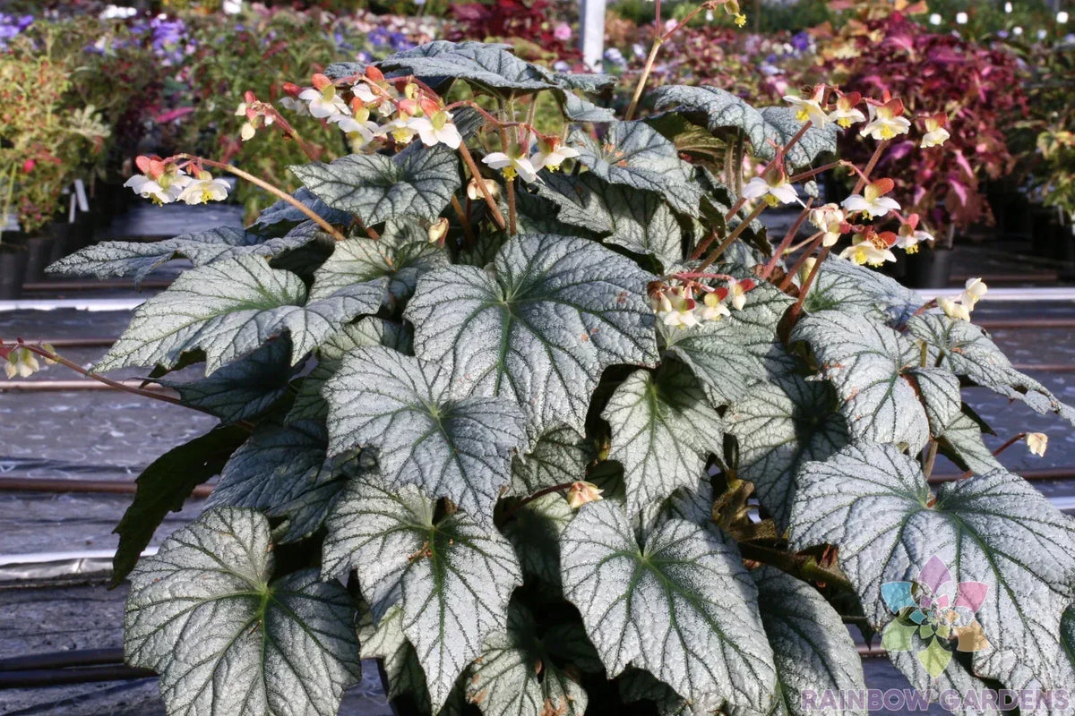 Veined Silver Coleus Seeds - 25+ Pack - Colorful Foliage - Coleus blumei - Easy to Grow Garden Plant