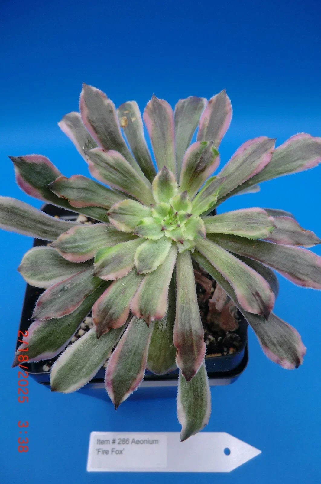 Aeonium Cutting | Rooted Succulent Plant | Firefox Variety with Red and Green Rosettes | Indoor Gardening Accessory