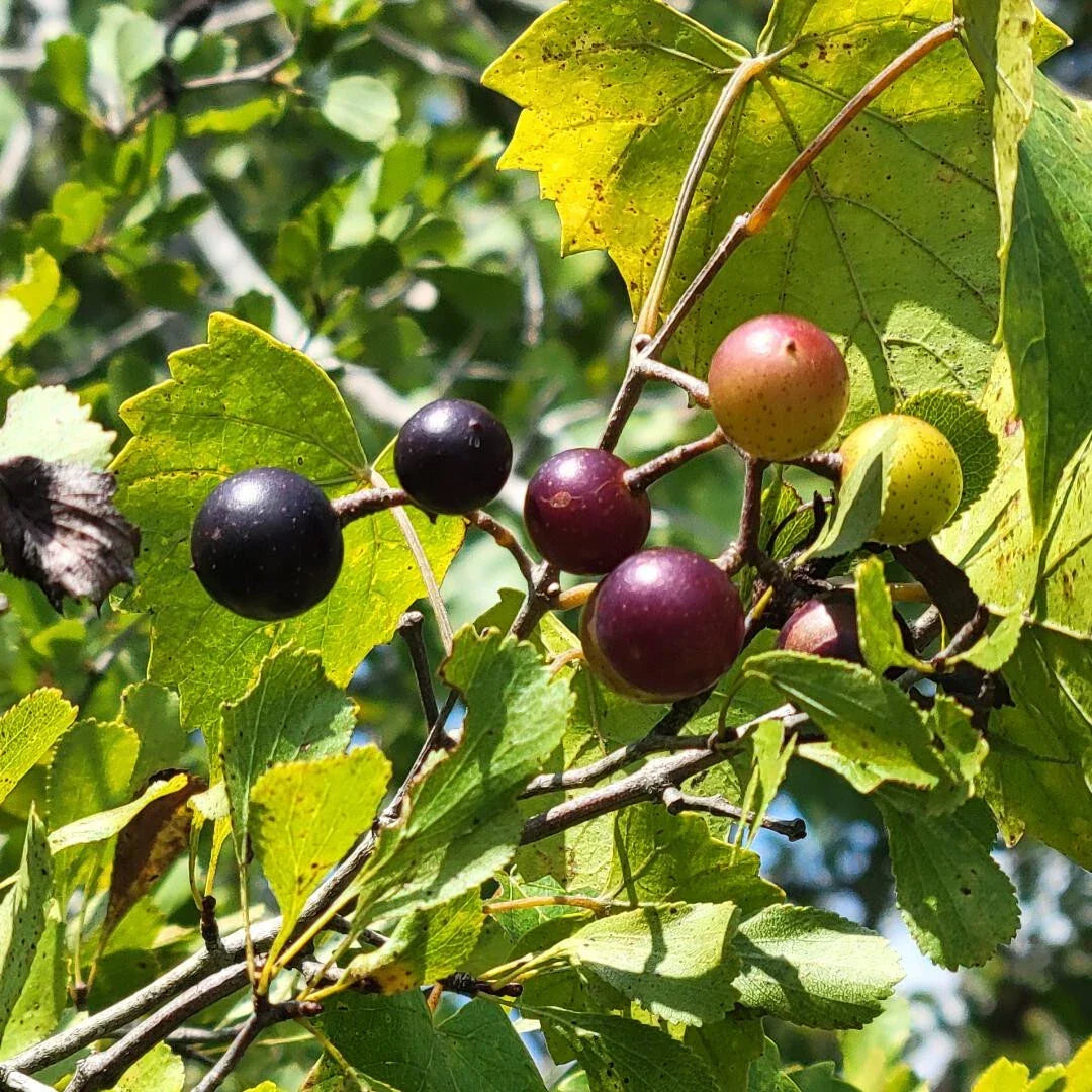 Southern Fox Grape Seeds | Vitis rotundifolia | Native Florida Vine for Garden, Vineyard & Trellises | 25 Seeds