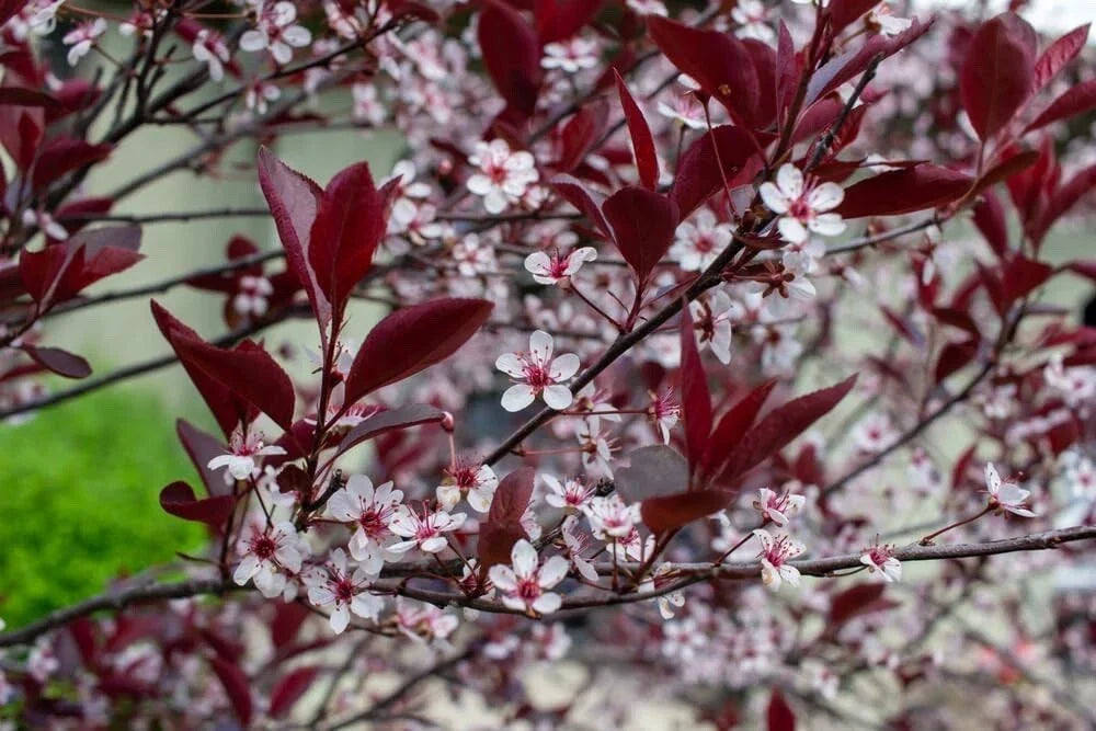Sand Cherry Bush Seedlings 2 Pack - Prunus besseyi - Native Shrub for Landscaping & Wildlife Gardens - Low Maintenance
