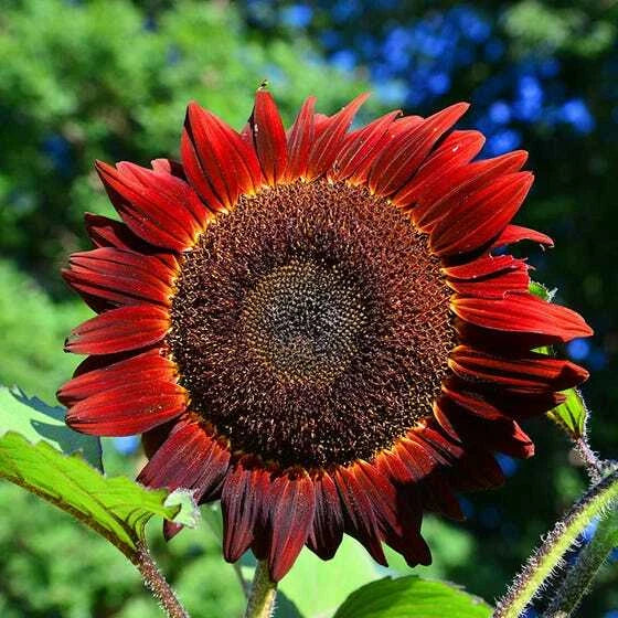 Sunflower Seeds 50 Count Red Sun Bronze Maroon Flowers Non-GMO Helianthus annuus for Garden Borders and Pollinator Attraction