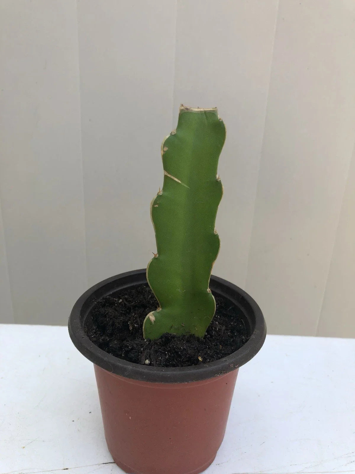 Dragon Fruit Cutting in Pot 6” | Pitaya Cactus Plant | Ready to Plant | Exotic Fruit Plant | Hylocereus spp.
