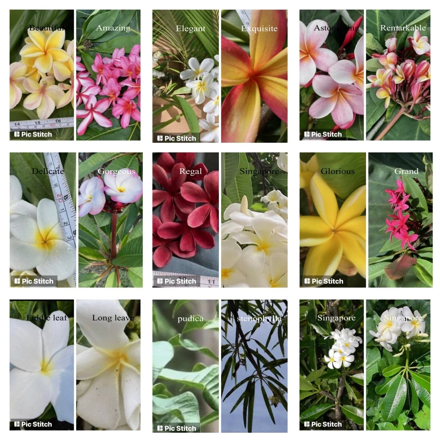Plumeria Cutting - Hawaiian Grown Frangipani Variety Temple Tree #2A for Gardens and Landscapes, Tropical Flowering Plant