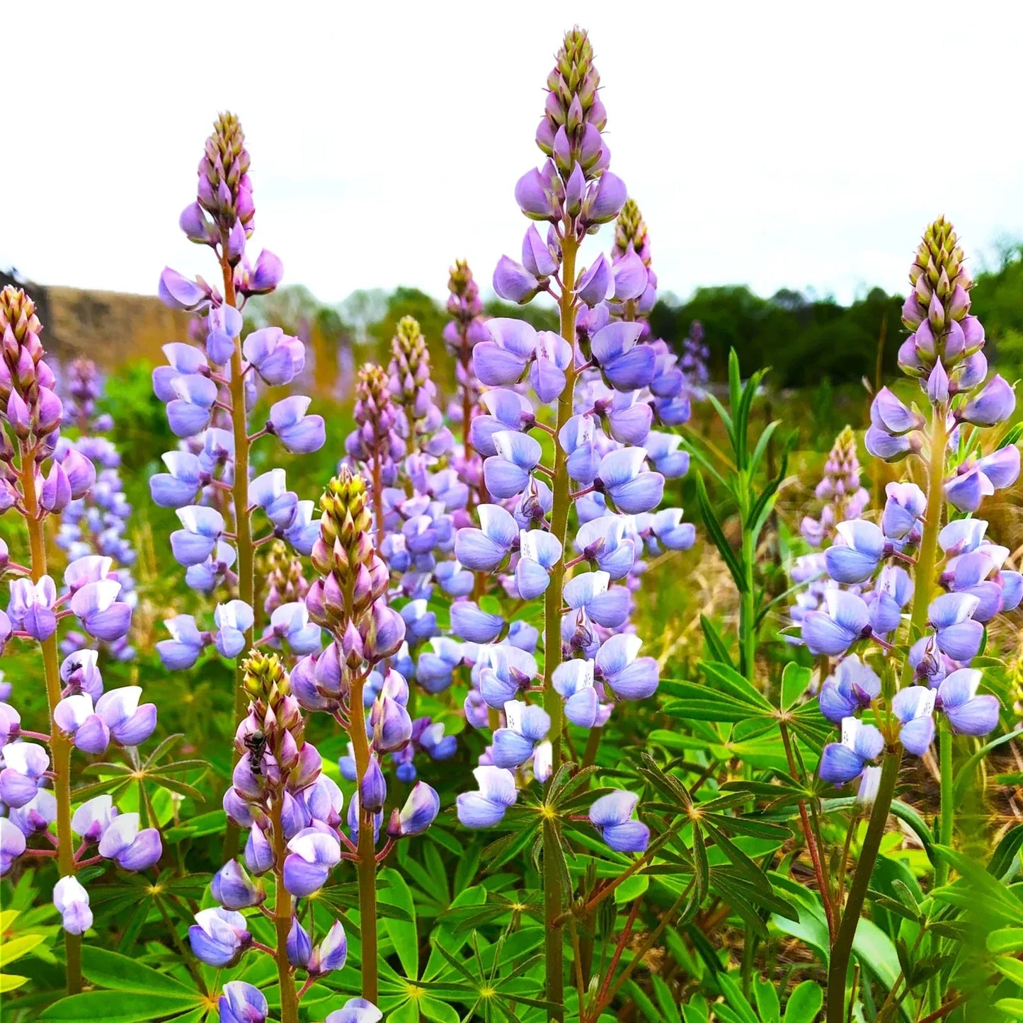 Blue Bonnet Lupine Seeds - Perennial Lupinus Perennis Sundial for 2025 Planting - Vibrant Blue Flower Seeds for Garden, Wildflower & Pollinator Attracting
