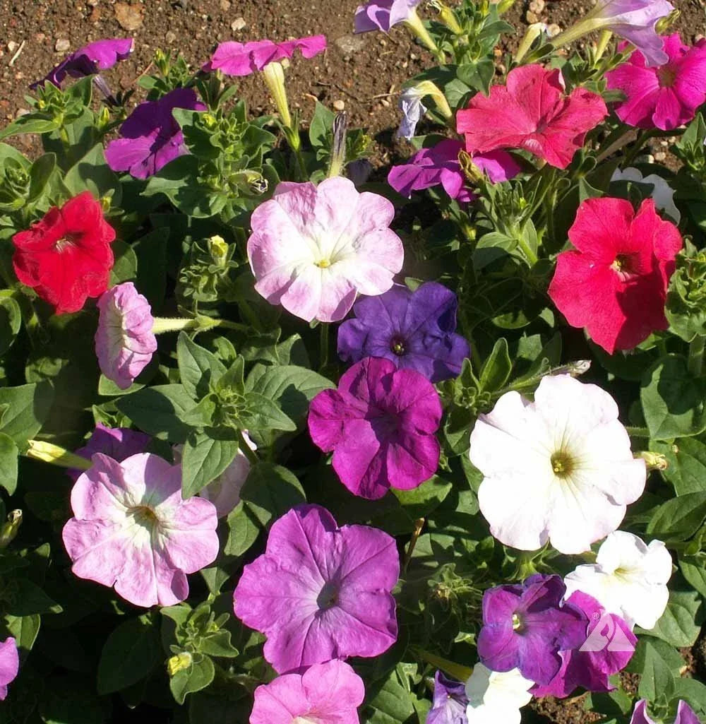 Dwarf Petunia Mix Seeds - Multicolor Compact Petunia x hybrida Flower Seeds for Containers & Borders