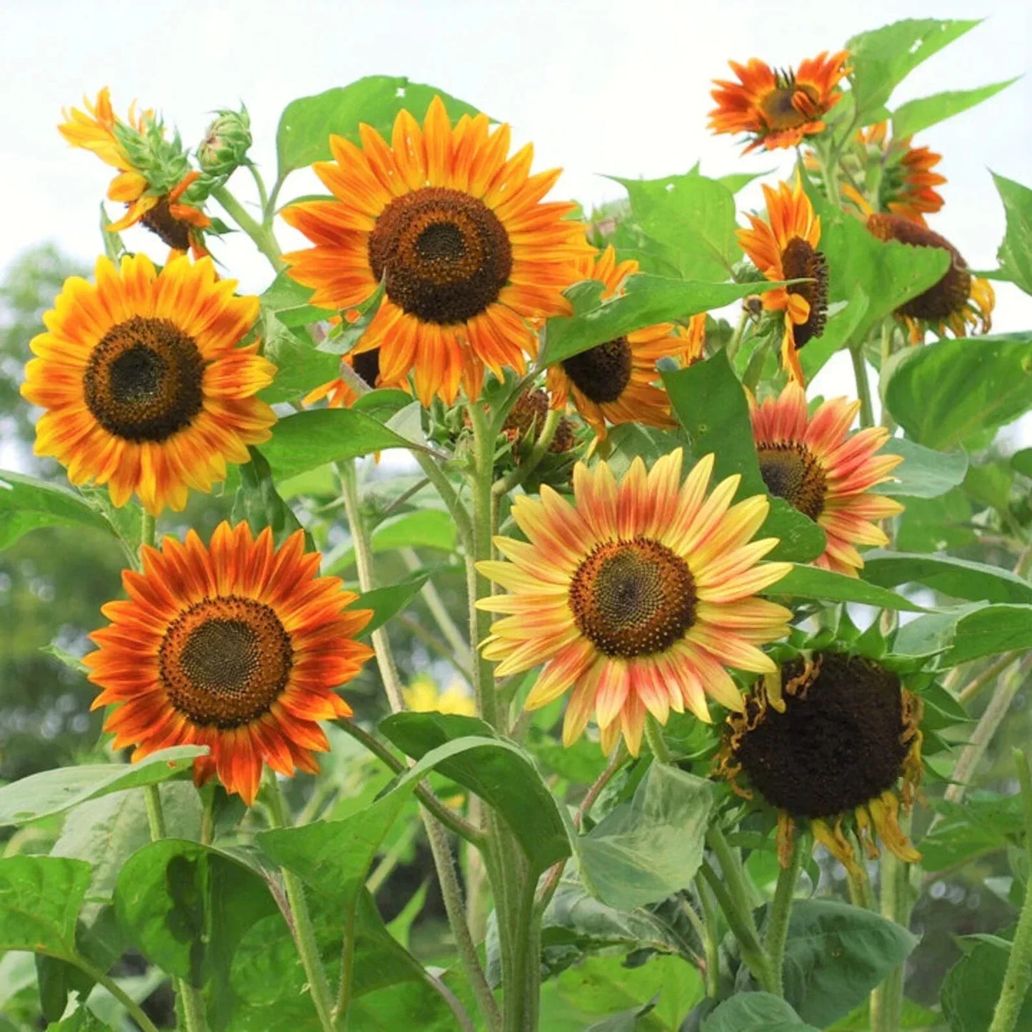 Evening Sun Sunflower Seeds 50pcs Bicolor Red Orange Yellow Helianthus Annuus Garden Flower Seeds
