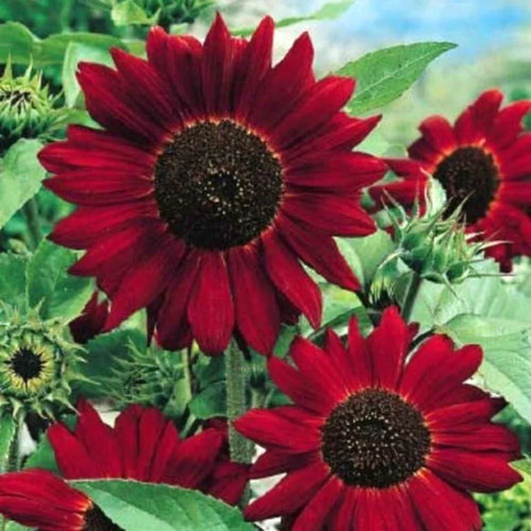 Red Sun Sunflower Seeds - 25 Pack - Bright Red Blooms - Helianthus annuus - Non-GMO, Attracts Butterflies, Easy to Grow