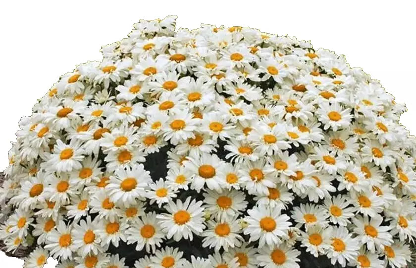 5 Bare Root Shasta Daisy Plants - White Flowers Leucanthemum × superbum - Perfect for Summer Blooms - Pre-Order for Spring Shipping