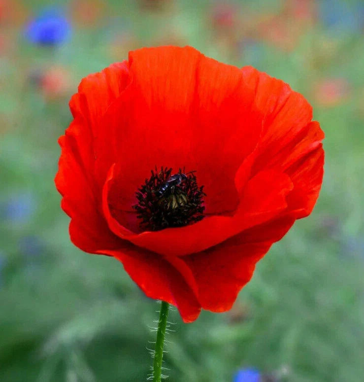 Red Corn Poppy Seeds | Papaver rhoeas | American Legion Remembrance Flower | Easy to Grow, Pollinator Attracting, Non-GMO