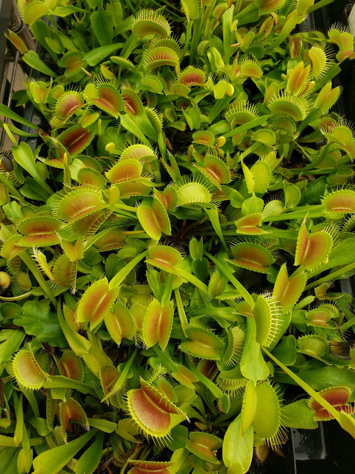 Venus Flytrap Seeds - Bare-root Multi-Cultivar Dionaea muscipula - Carnivorous Indoor Plant for Gardening